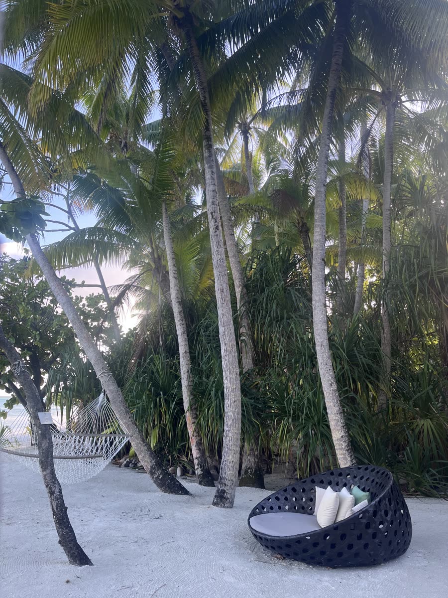 A woven daybed on white sand beneath tall coconut palms